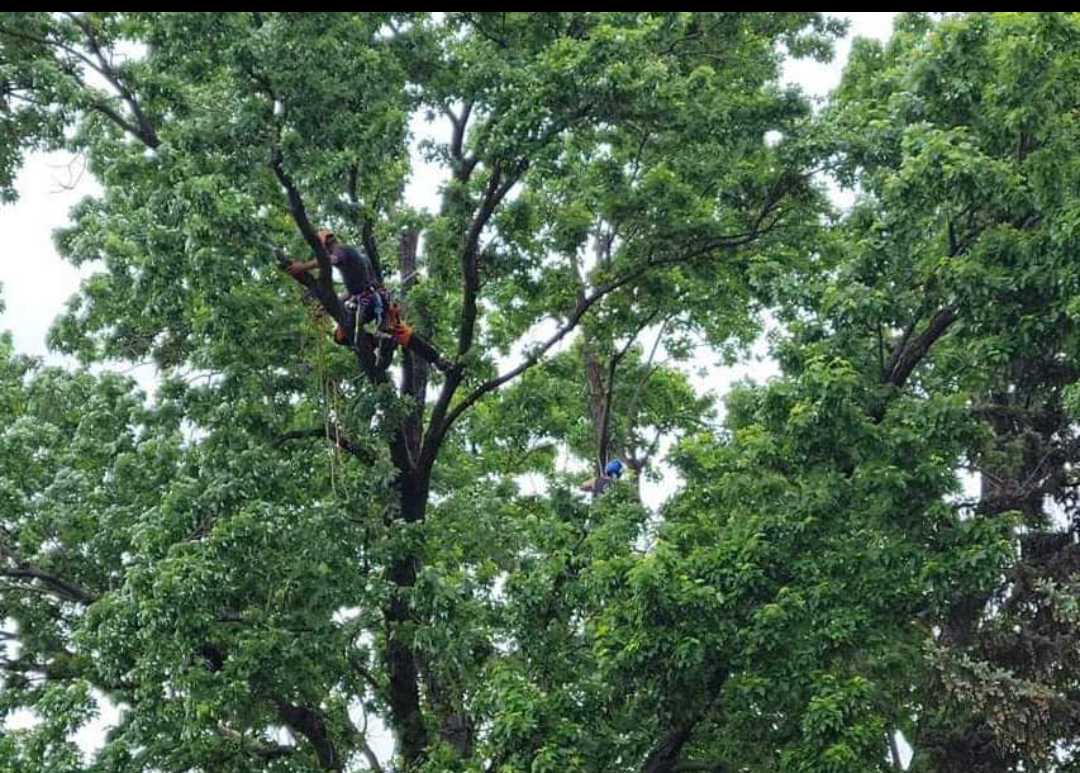 Un homme grimpe à un arbre avec une tronçonneuse.
