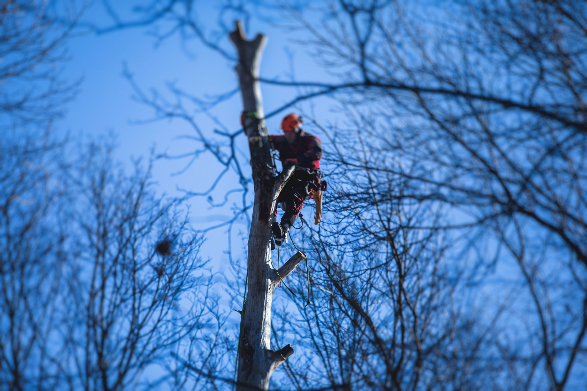Un homme grimpe à un arbre avec une tronçonneuse.