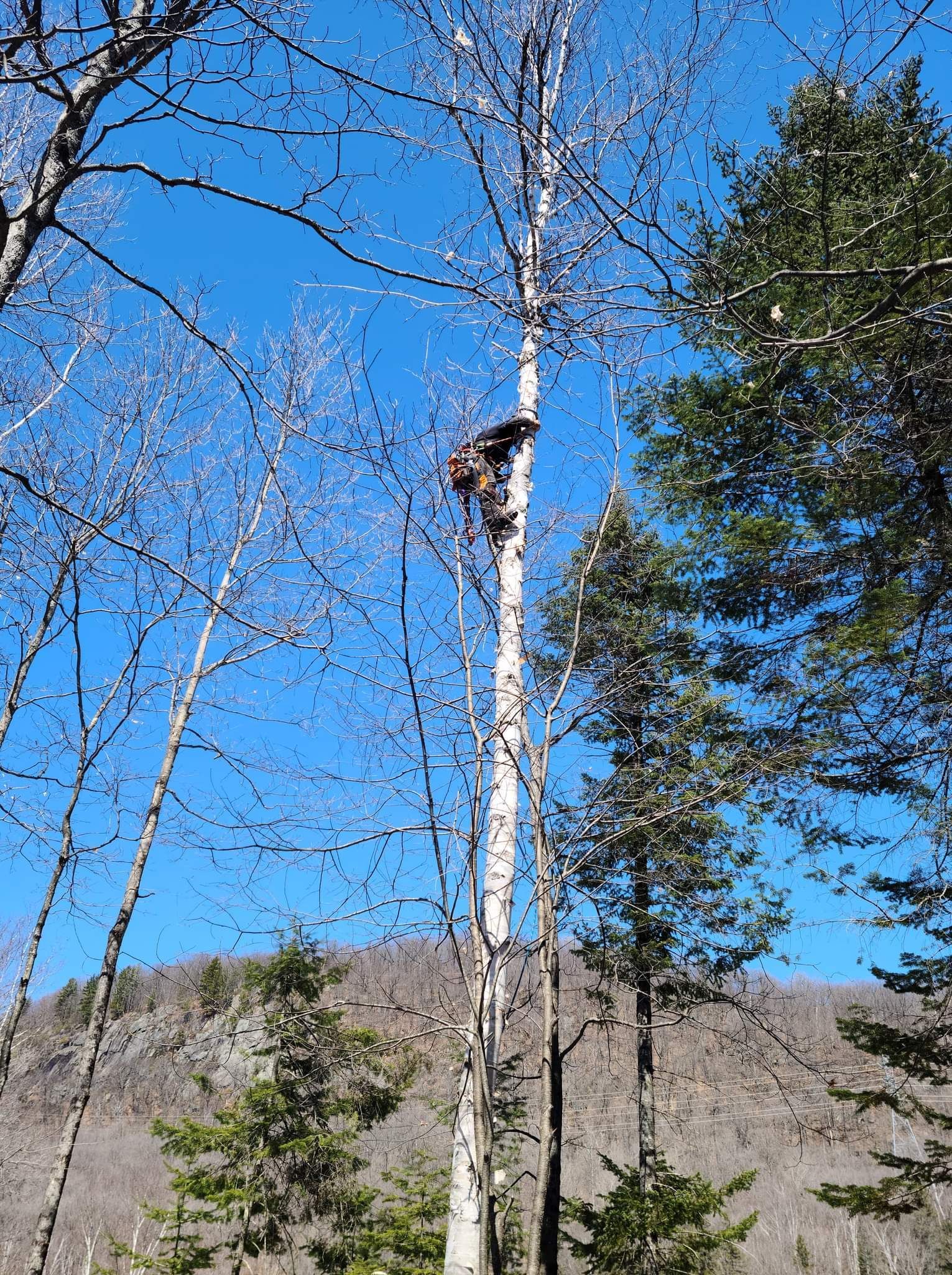 Une personne grimpe à un arbre dans les bois.