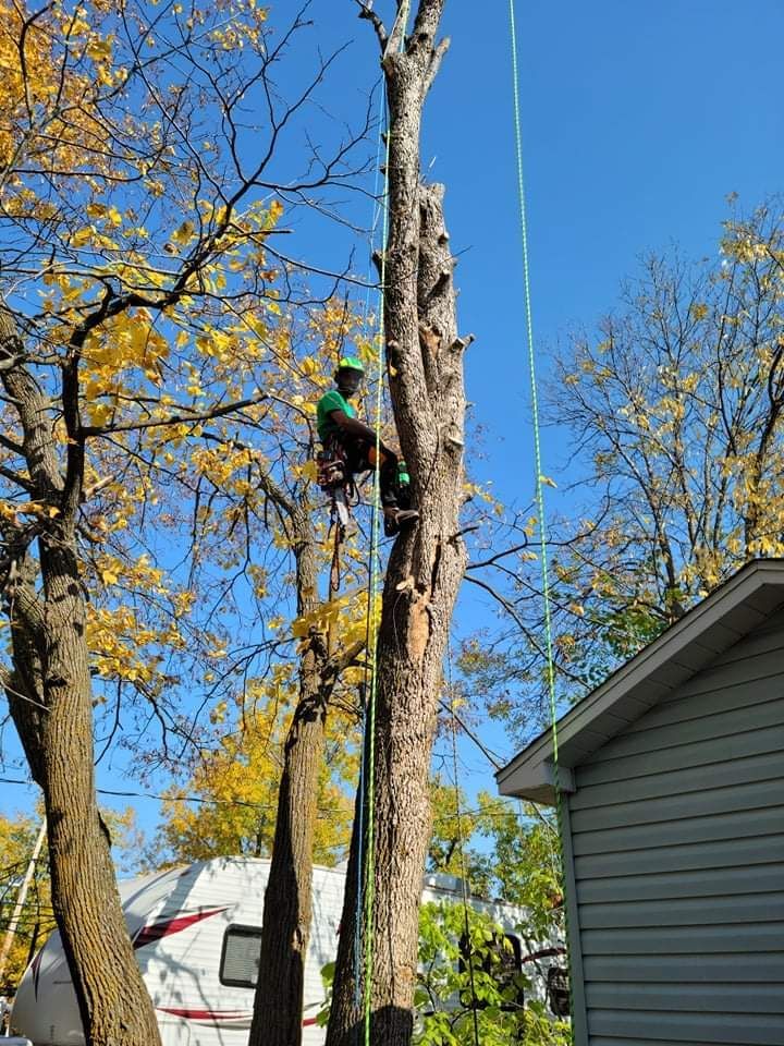 Un homme grimpe à un arbre à côté d'une maison.