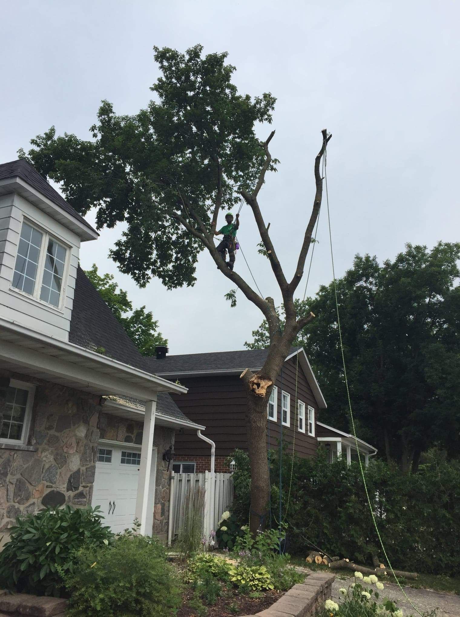 Une personne est assise dans un arbre avec beaucoup de feuilles.