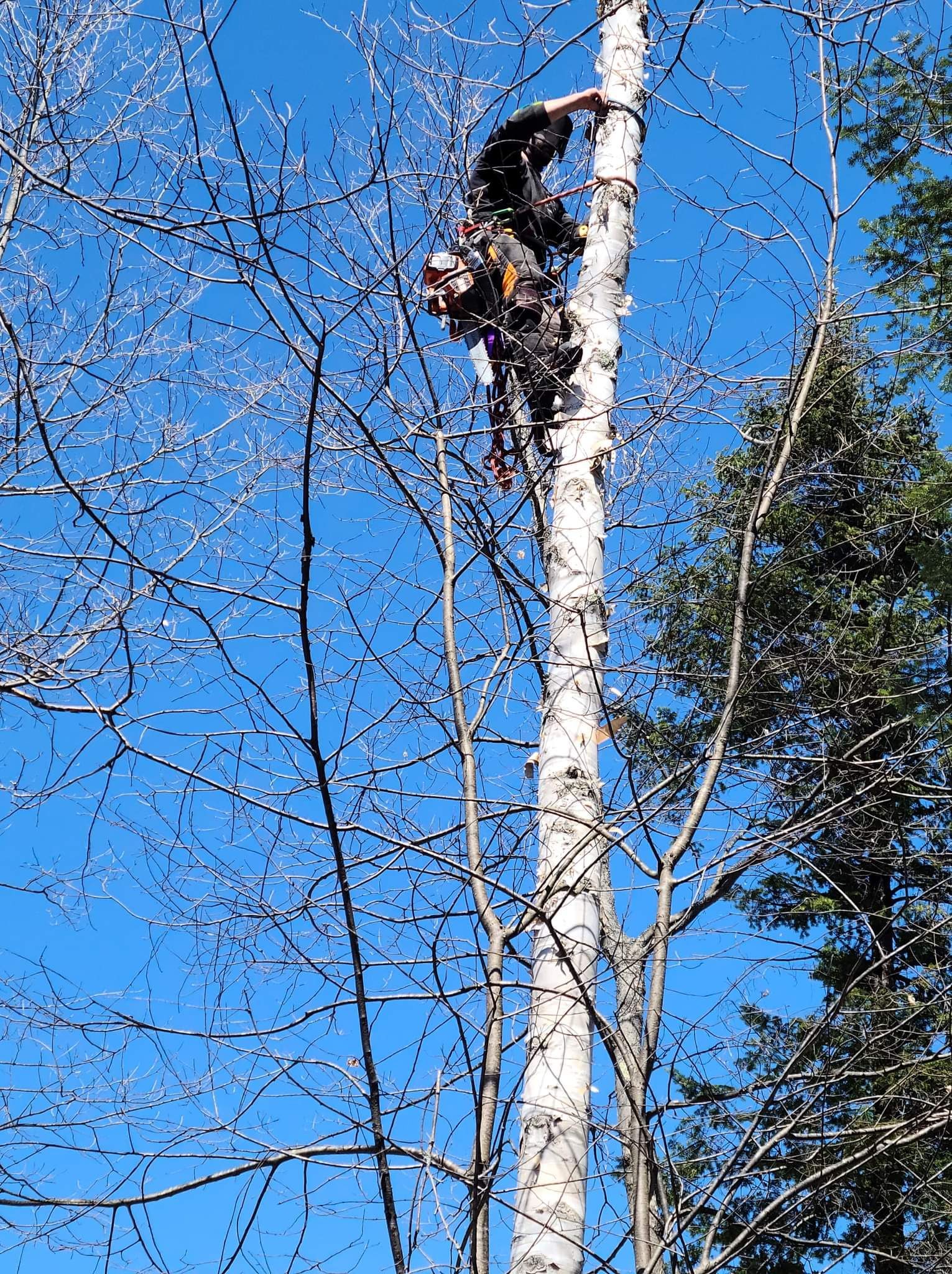 Un homme grimpe à un arbre avec un ciel bleu en arrière-plan.