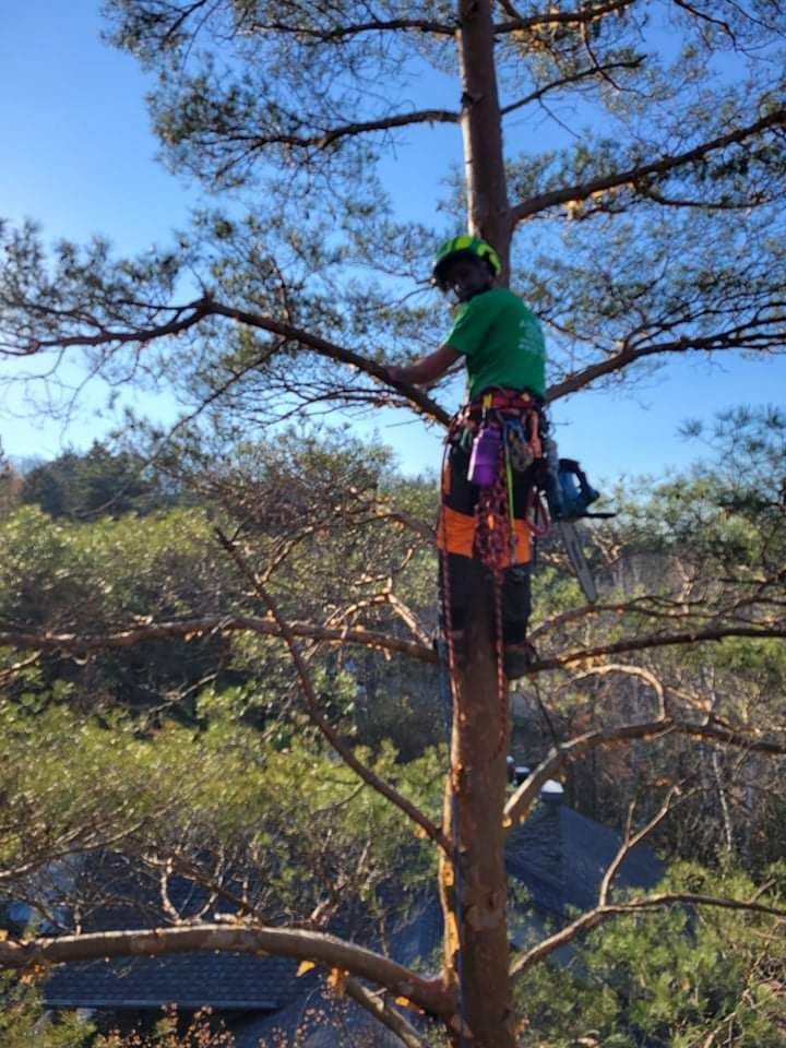 Un homme grimpe à un arbre avec une tronçonneuse.