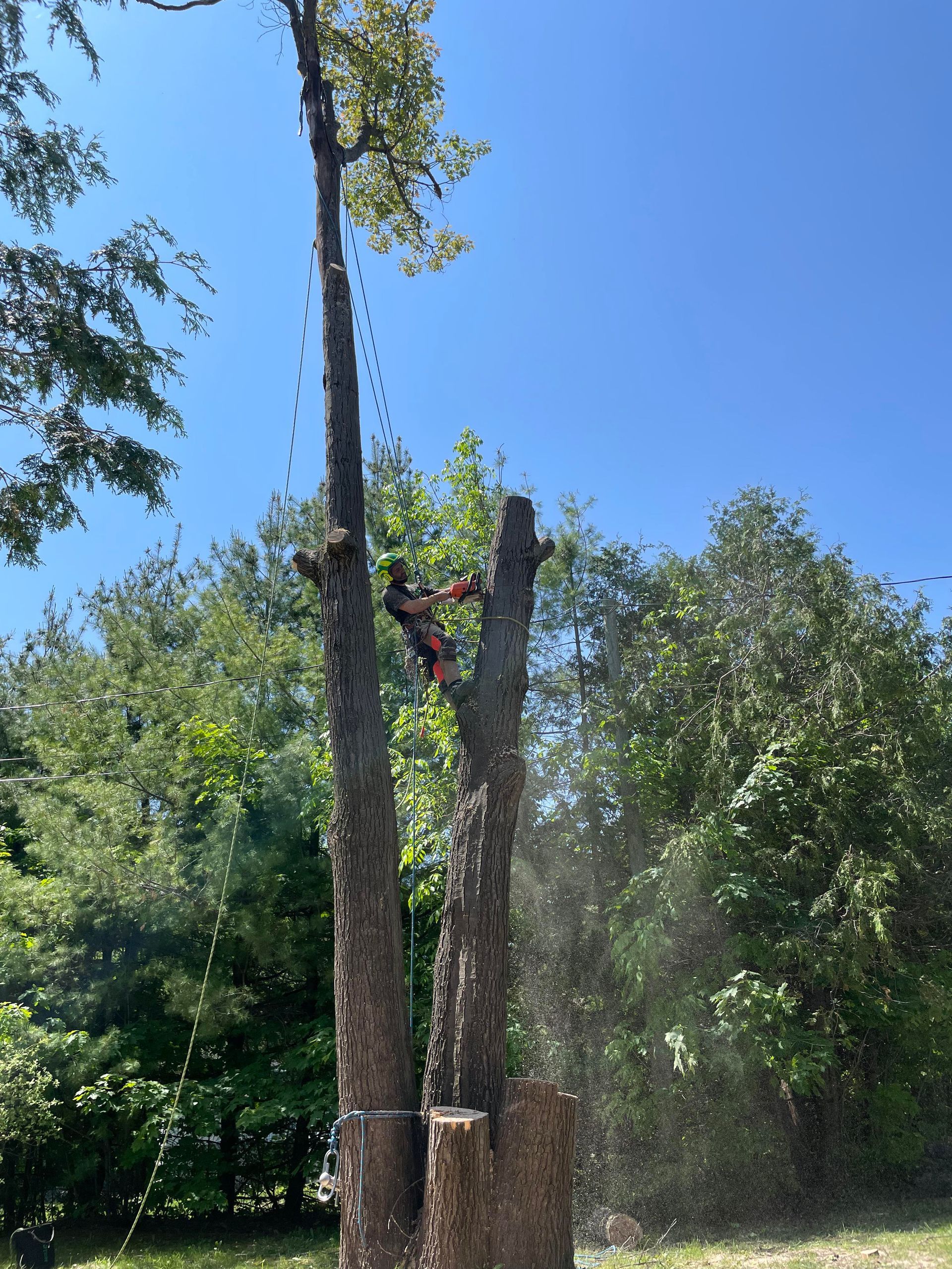 Un homme grimpe à un arbre avec une tronçonneuse.