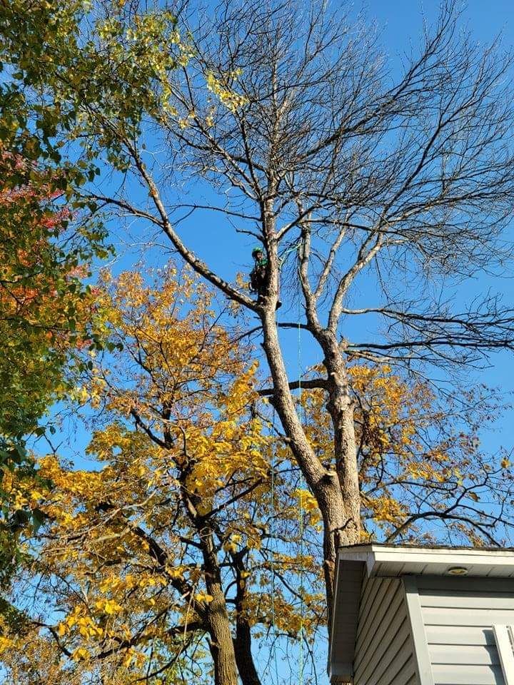 Une personne grimpe à un arbre à côté d'une maison.