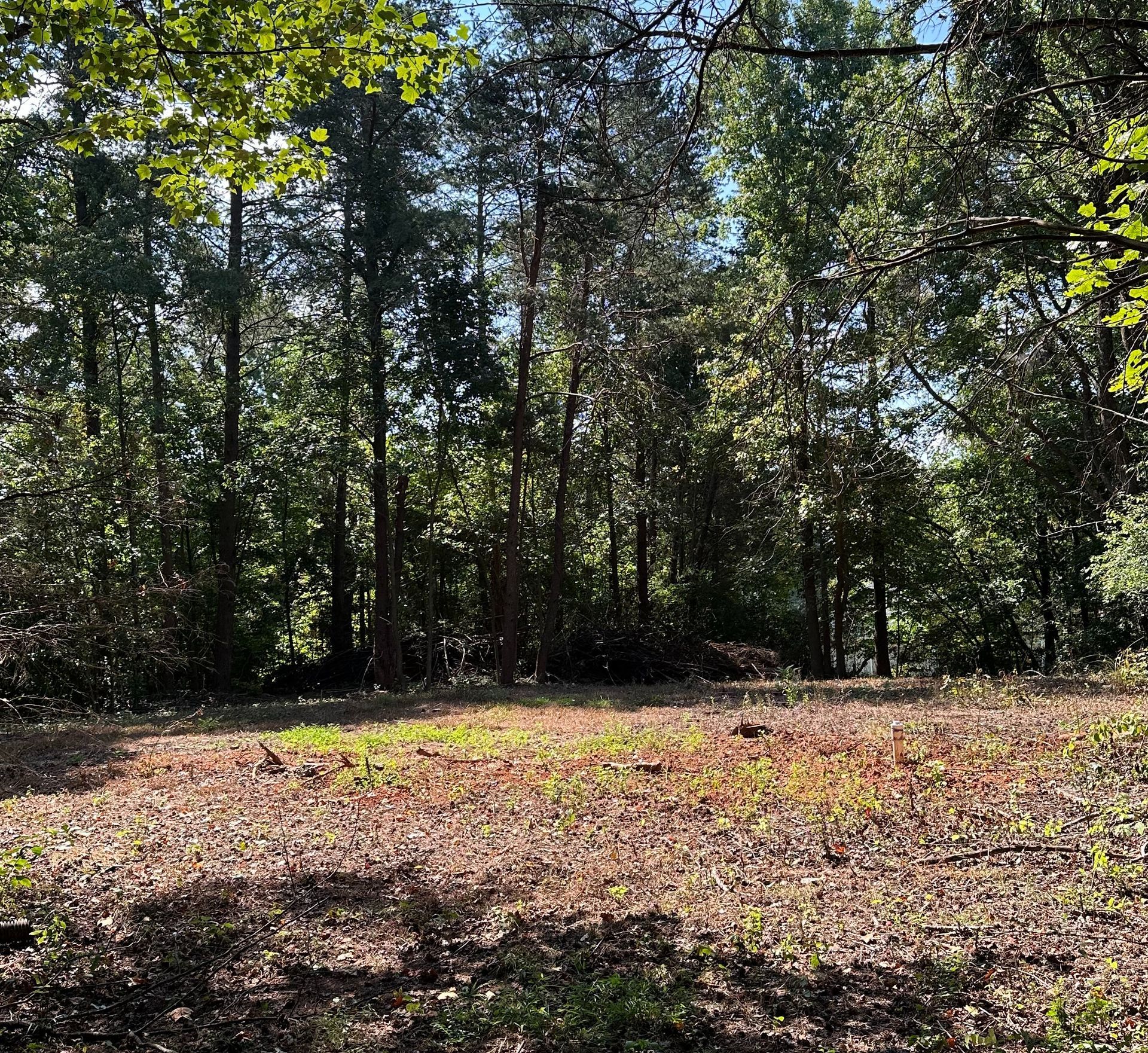 A field in the middle of a forest with trees in the background.