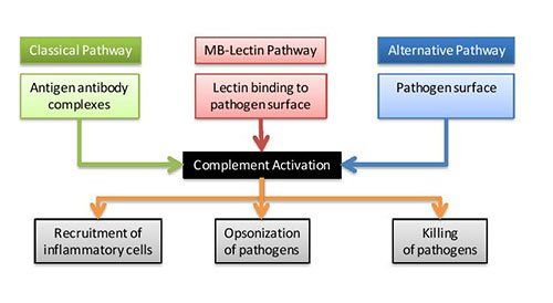 Complement activation system flow chart