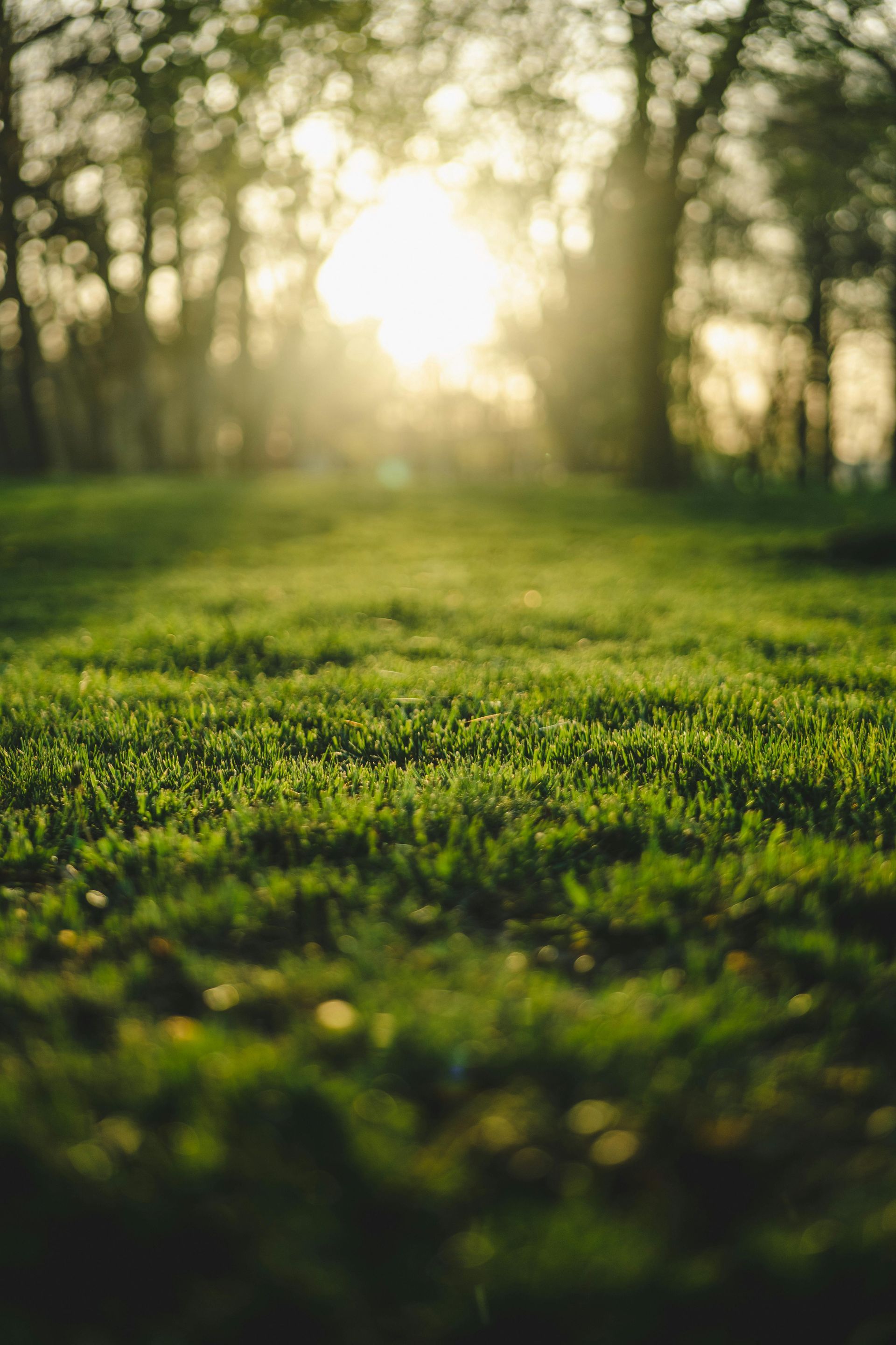 Sunlit grassy field with trees in the background and warm morning light