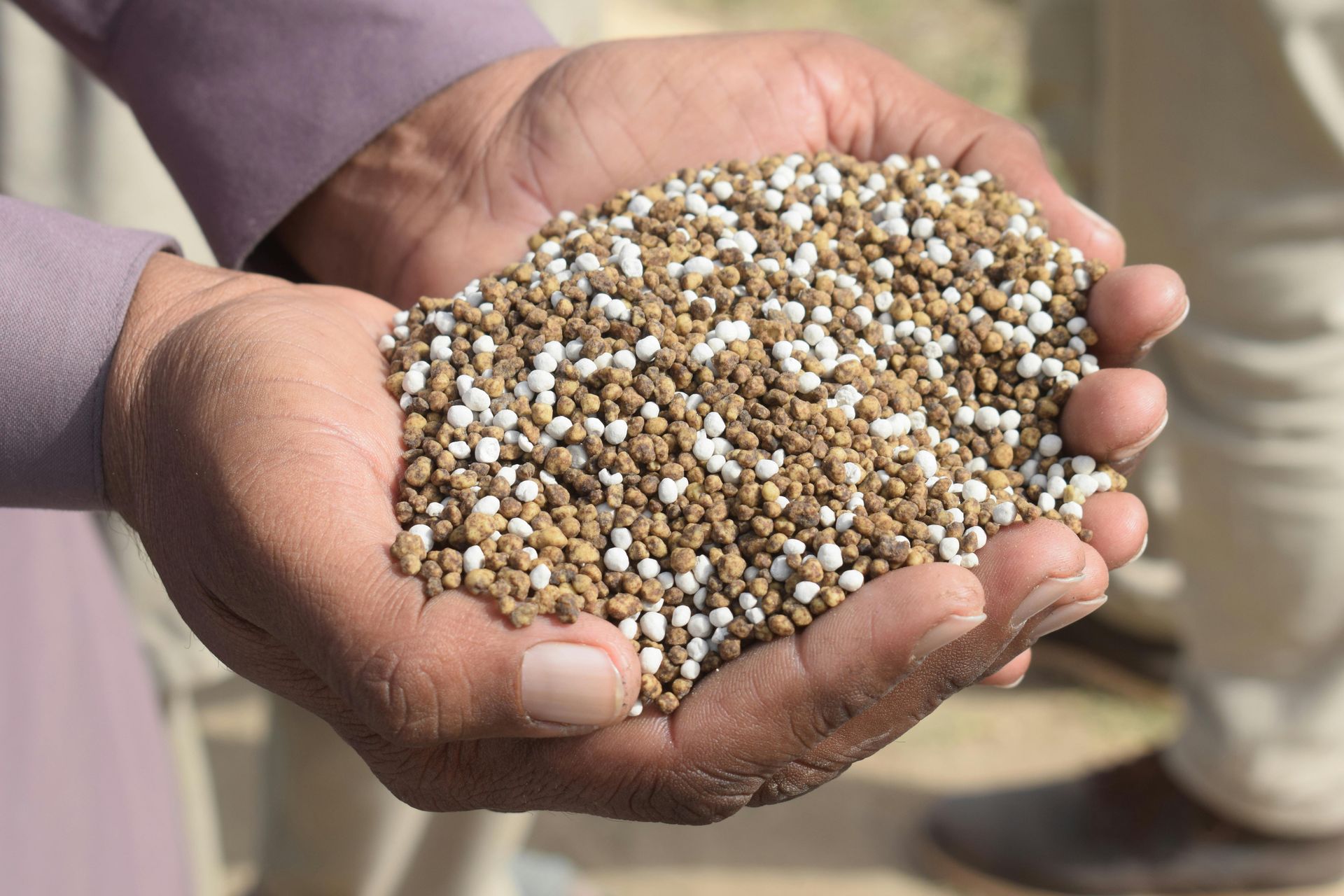Hands cupping a pile of small beige and white grains or seeds outdoors