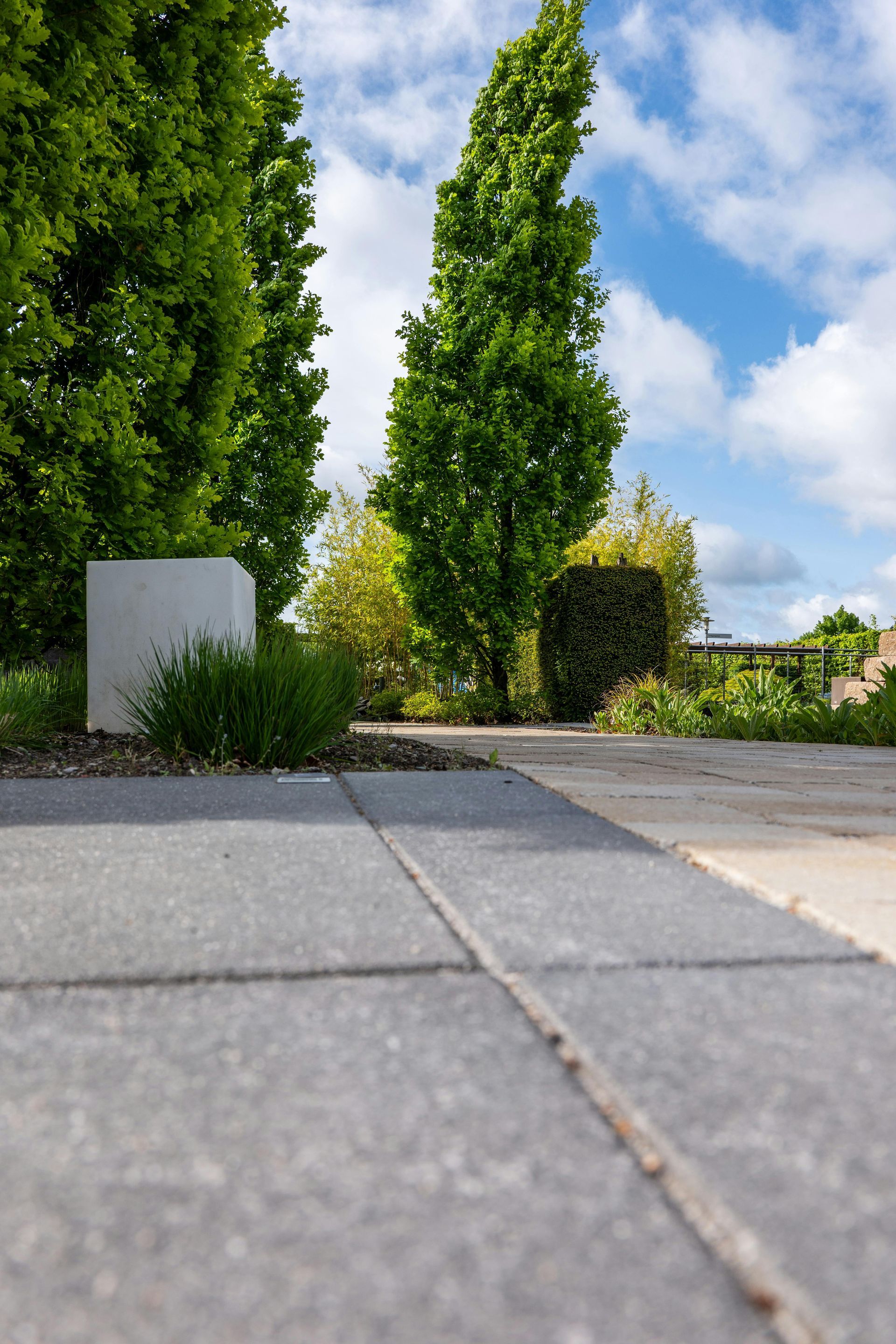 Low-angle view of a paved garden path with tall green shrubs and a blue sky with clouds