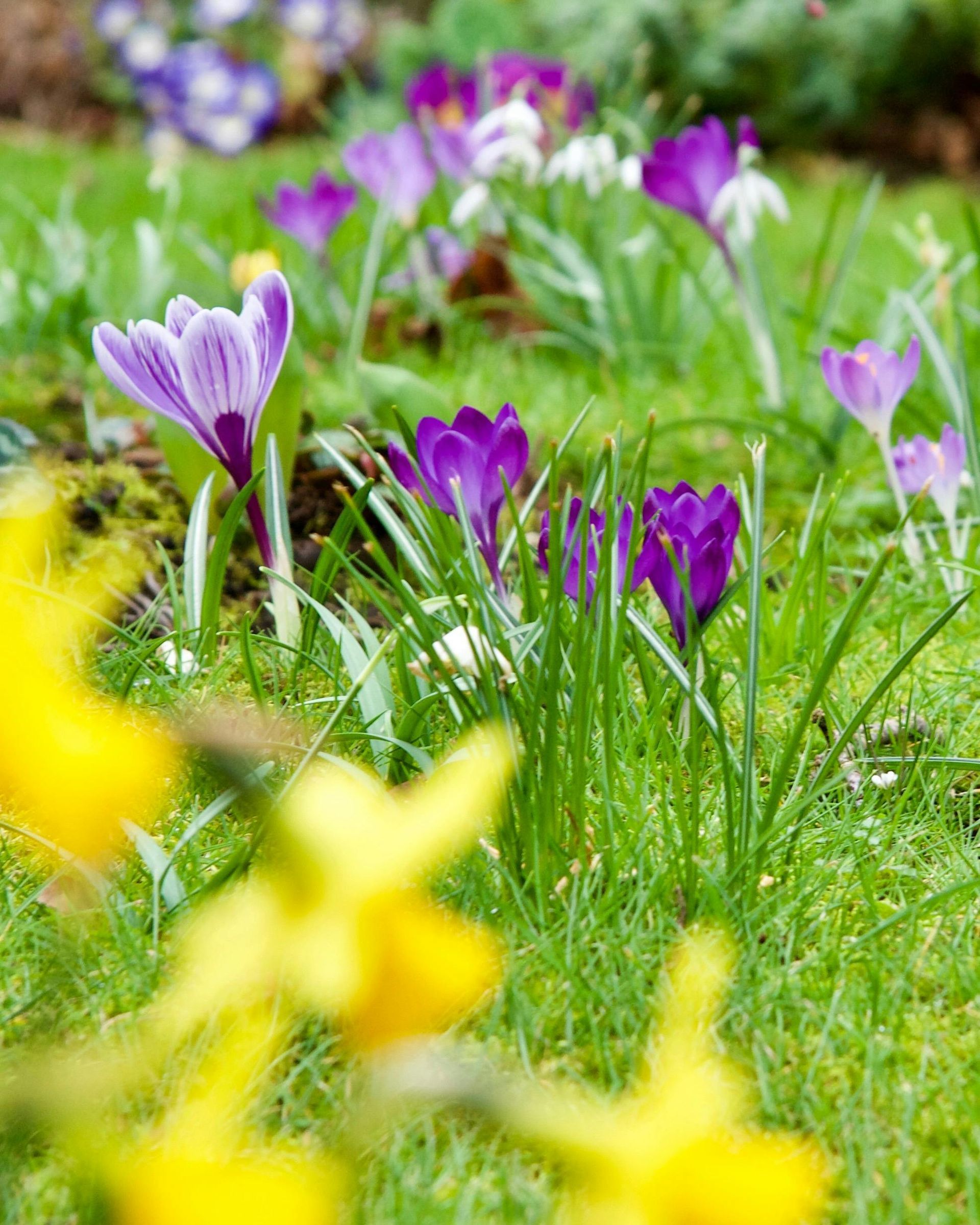 Purple crocuses blooming in a green garden, with blurred yellow flowers in the foreground