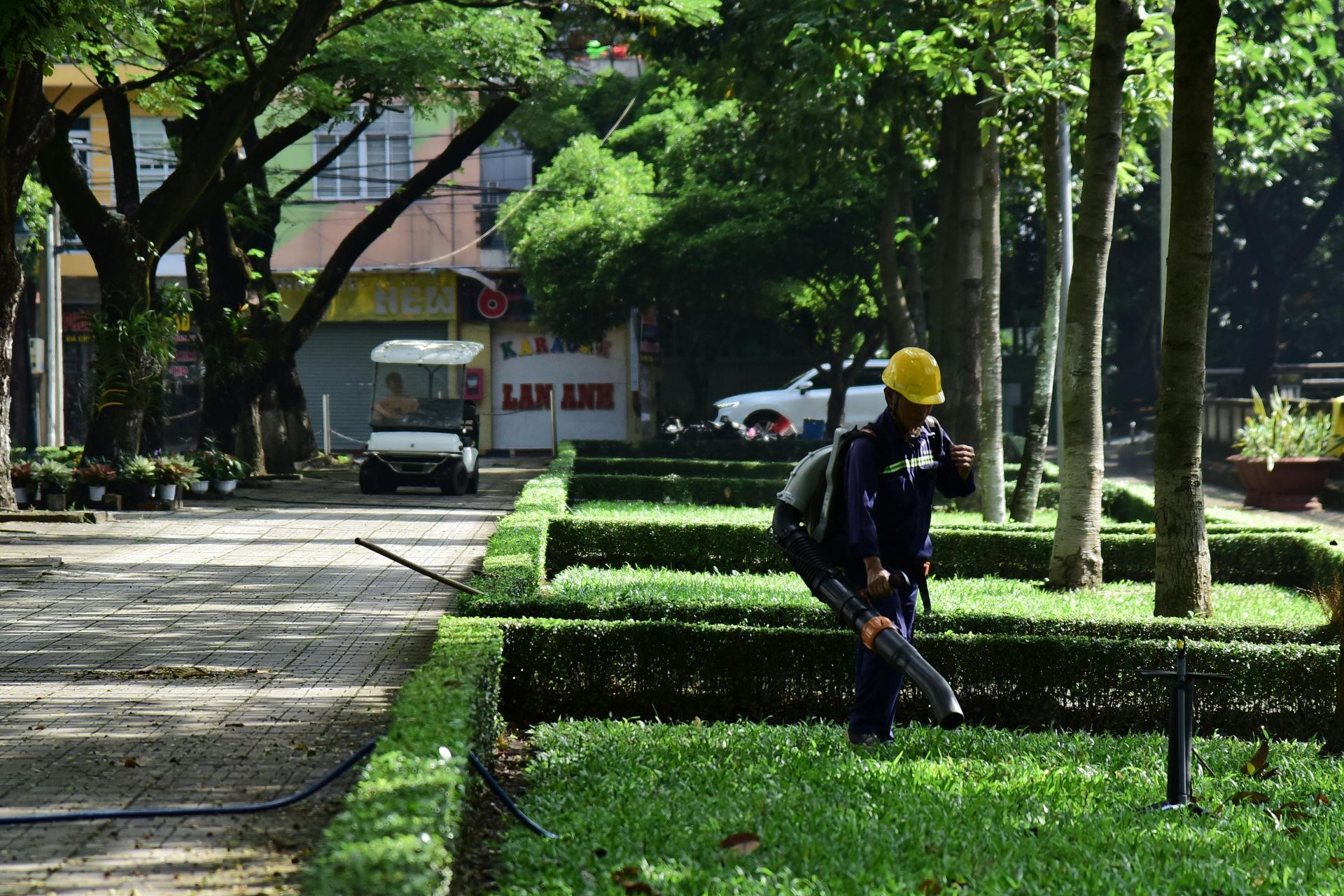 Worker trimming hedges in a tree-lined park walkway, wearing a yellow hard hat