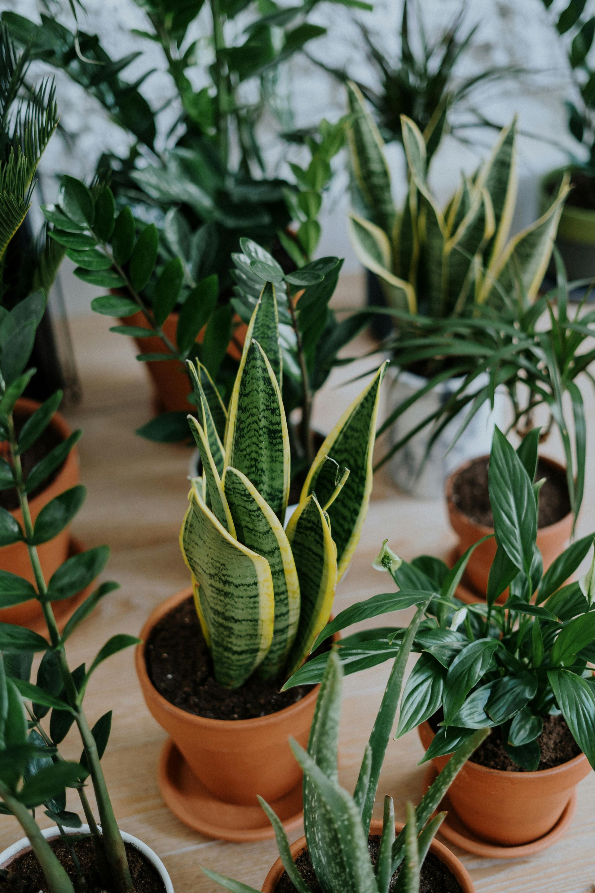 Potted houseplants, including a snake plant, arranged on a bright indoor floor.