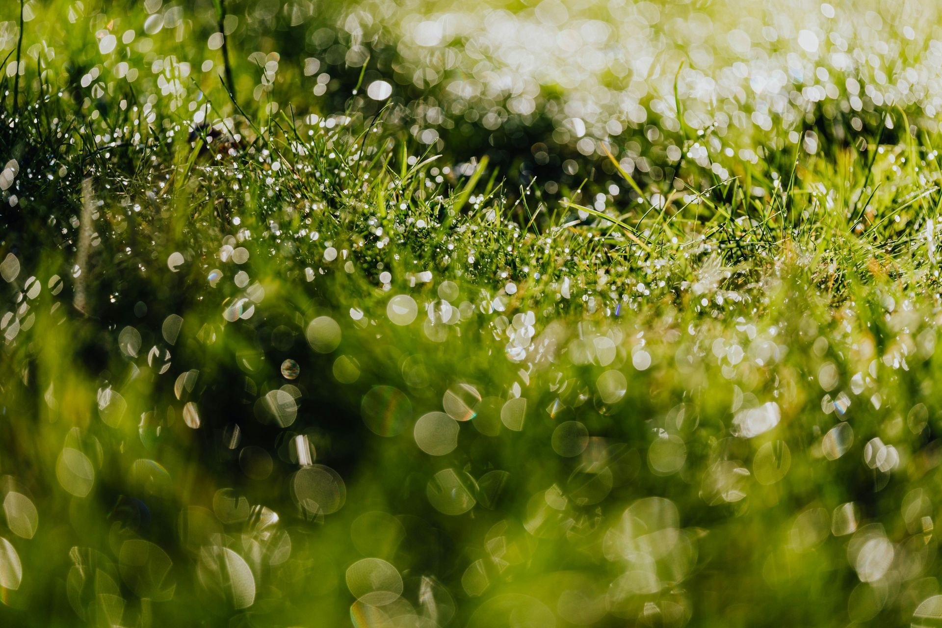Sunlit green grass with dewy bokeh highlights, softly blurred in the foreground and background
