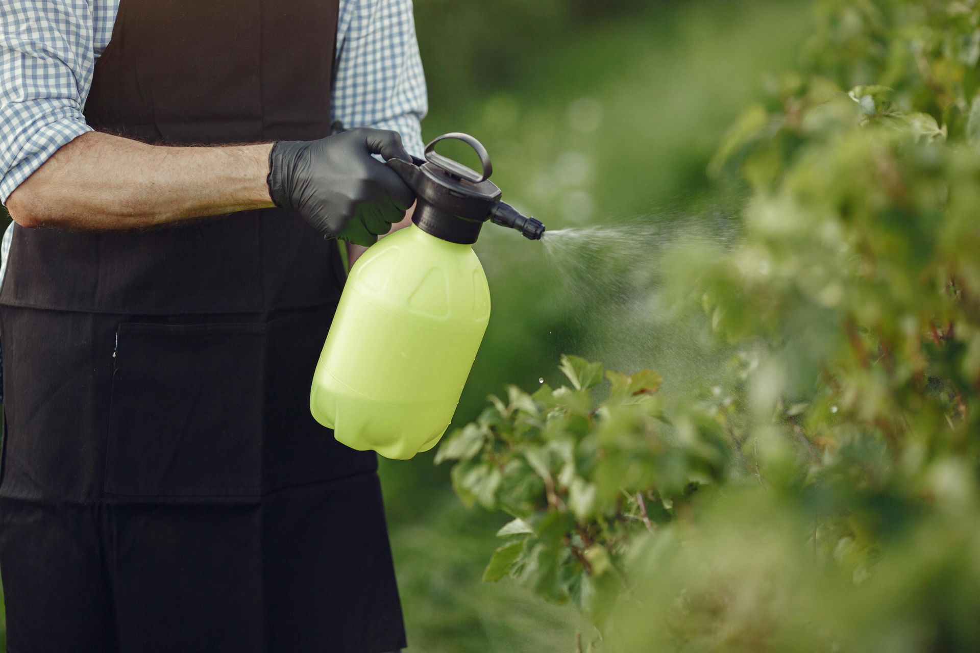 Person spraying plants with a green garden sprayer outdoors
