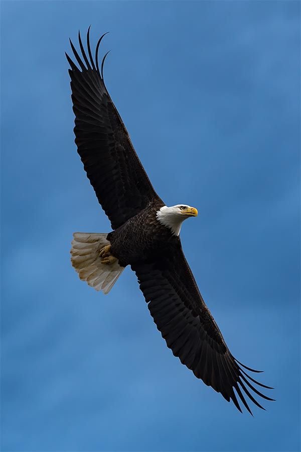Eagle image 3