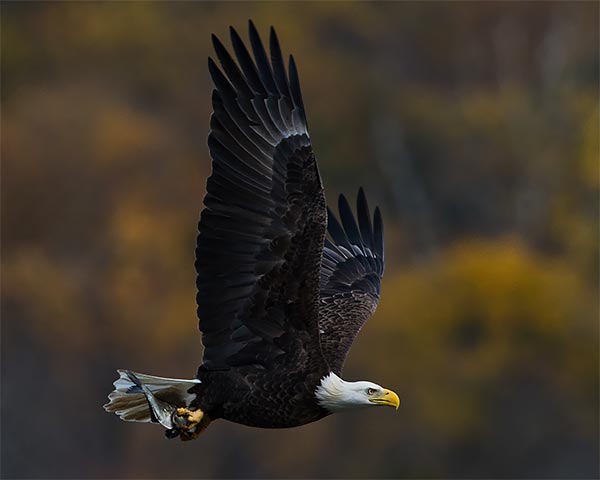 Bald Eagles of Conowingo Dam