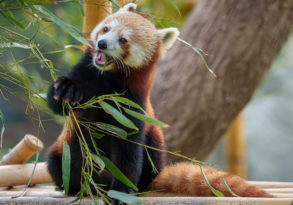 red panda