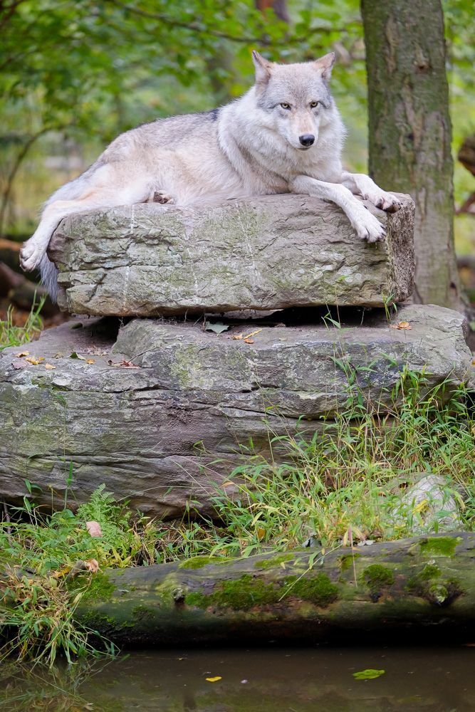Wolf image