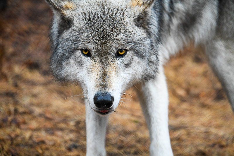 Timber wolf at Lakota Wolf Preserve