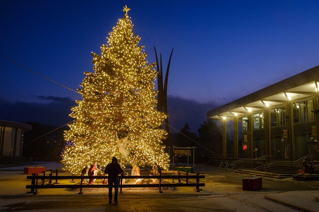 A really big Christmas tree at blue hour