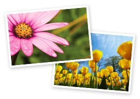 Spring photo tips - flowers