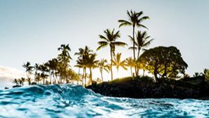 A row of palm trees on a beach next to the ocean.