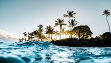 A row of palm trees on a beach next to the ocean.