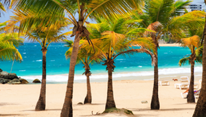 A row of palm trees on a beach next to the ocean.