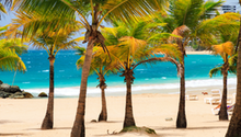 A row of palm trees on a beach next to the ocean.