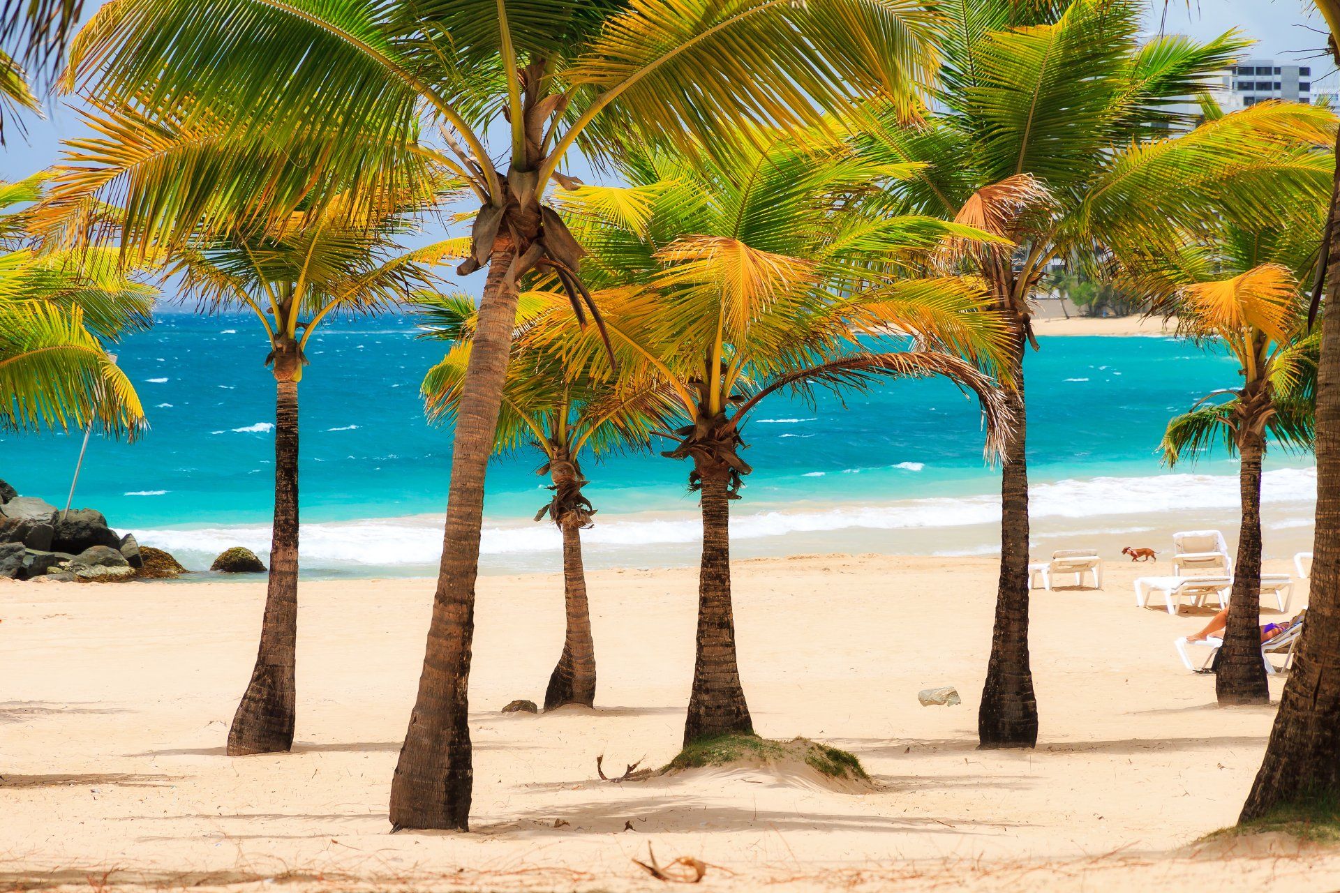 A row of palm trees on a beach near the ocean