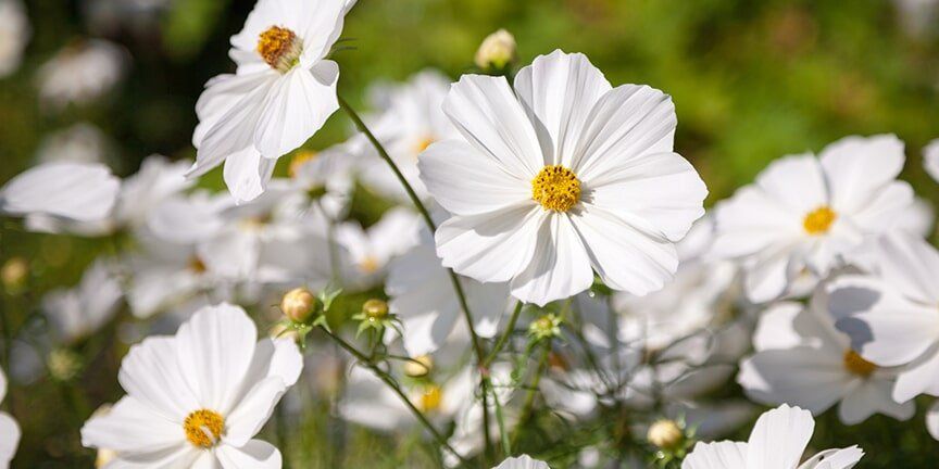 White Cosmos - Lawn Care in Des Moines, IA