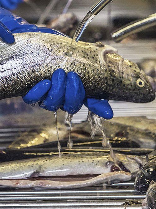 lavorazione pesce d'acqua dolce dell'azienda agricola emanuele durigon trota oasi del sile:tipologia lavorazioni macello:pesce vivo, pesce intero, pesce eviscerato, pesce sfilettato, pece senza pelle e spine e preparati di pesce d'a