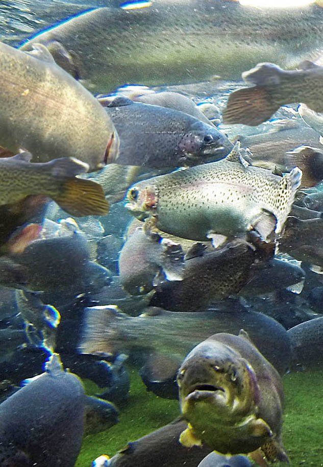 pesce acqua dolce allevato  Azienda Agricola Emanuele durigon trota iridea trota iridea salmonata+storione + fario + salmerino + anguilla + carpa