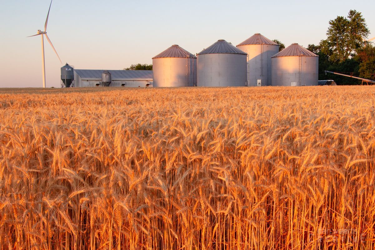 A field of wheat with silos and a windmill in the background