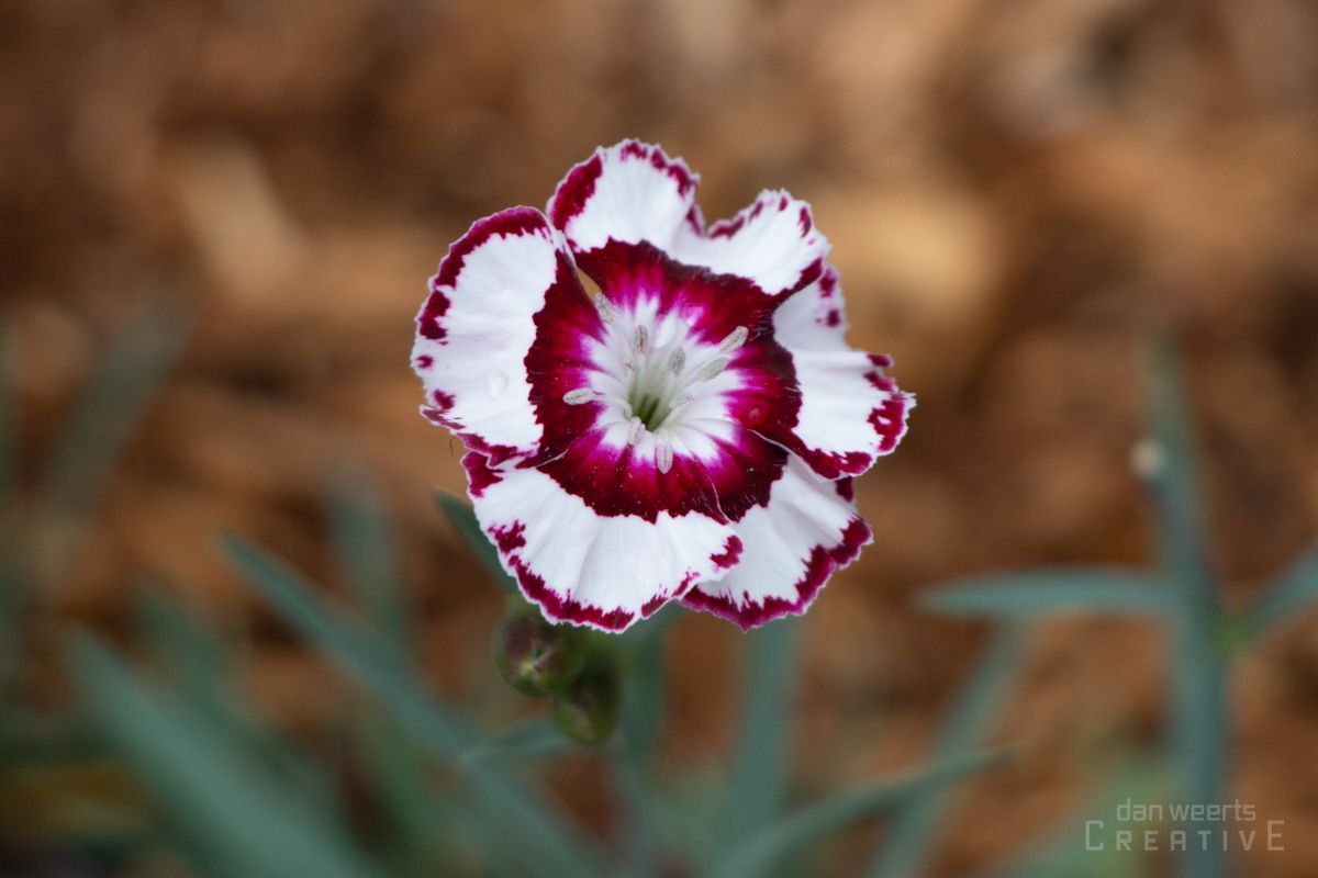 A close up of a purple and white flower
