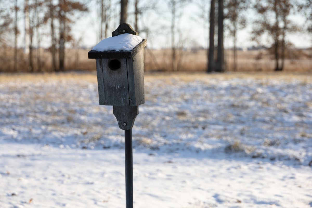A birdhouse is sitting on a pole in the snow.