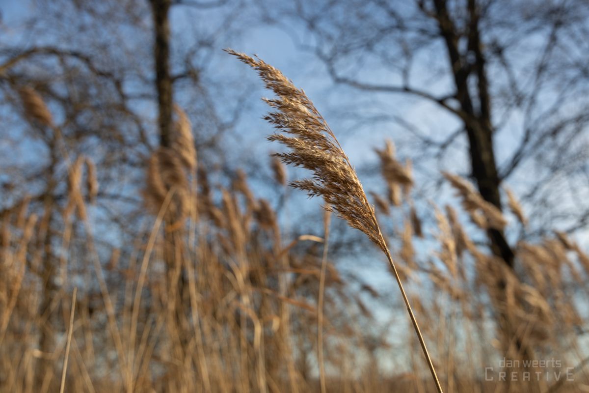 A close up of a tall grass plant in a field with trees in the background.