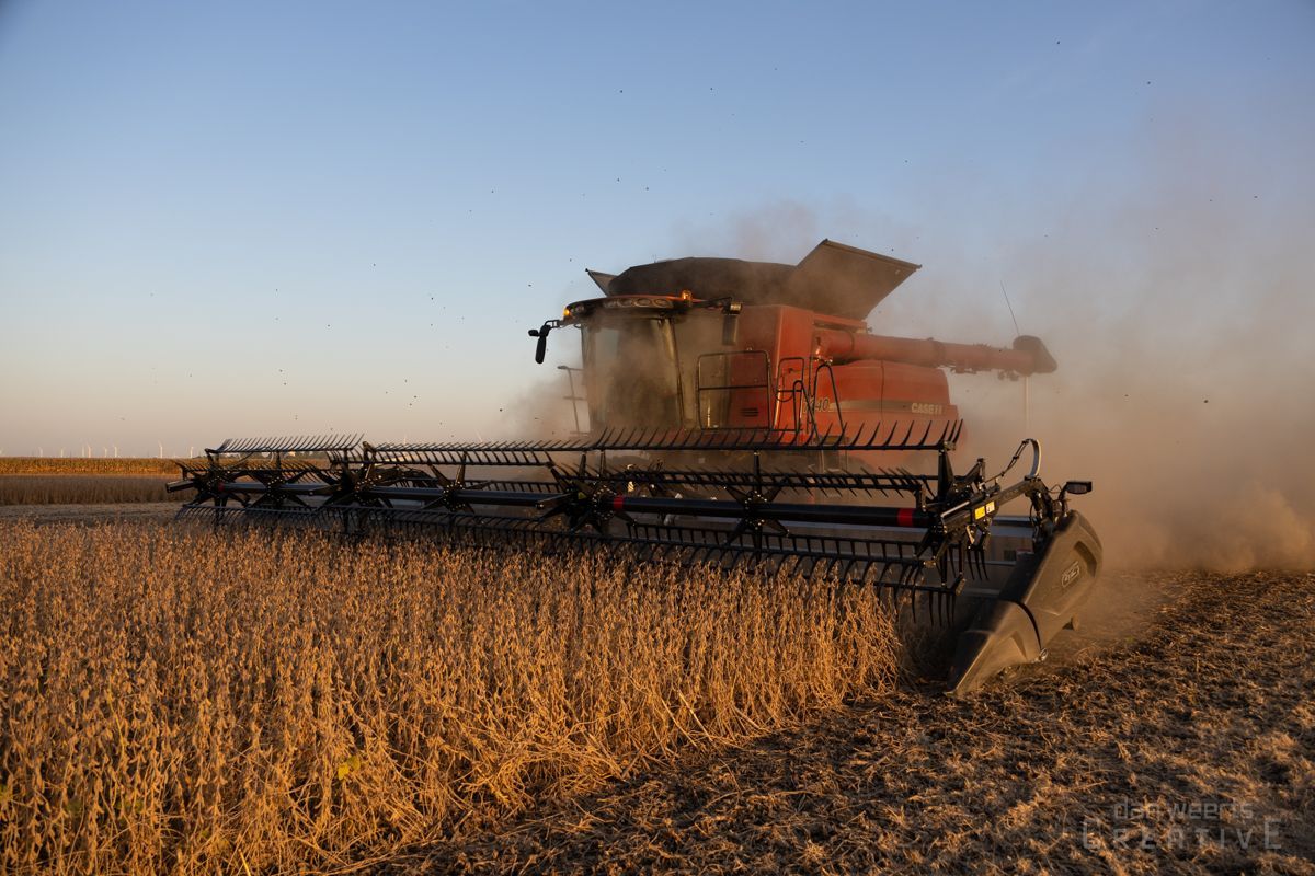 A combine harvester is working in a field of corn