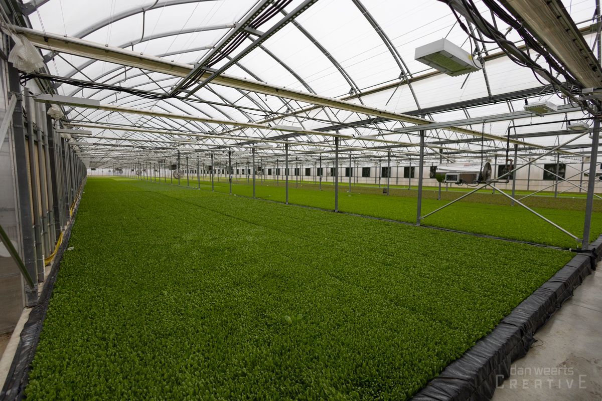 A greenhouse filled with lots of green plants