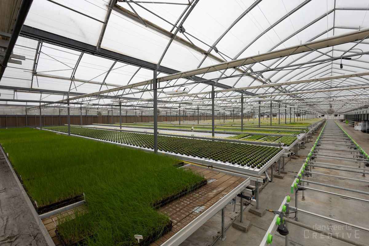 A greenhouse filled with lots of green plants