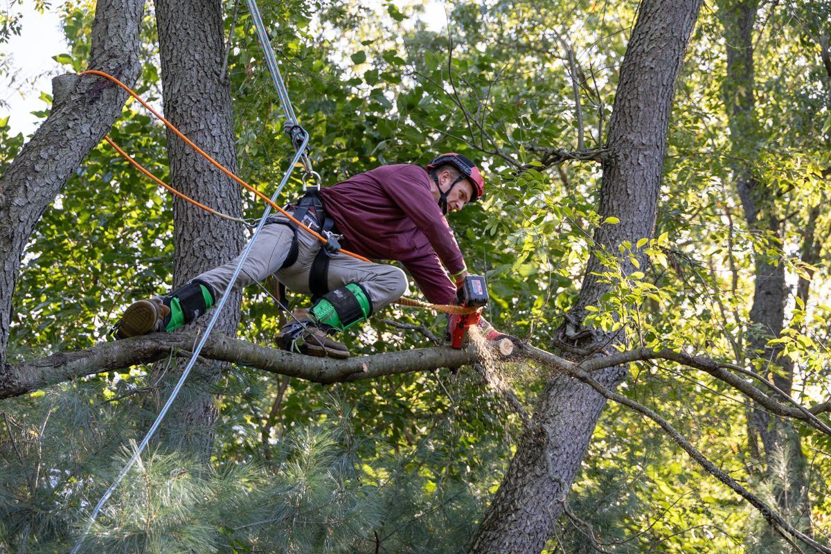 A man is cutting a tree branch with a chainsaw.