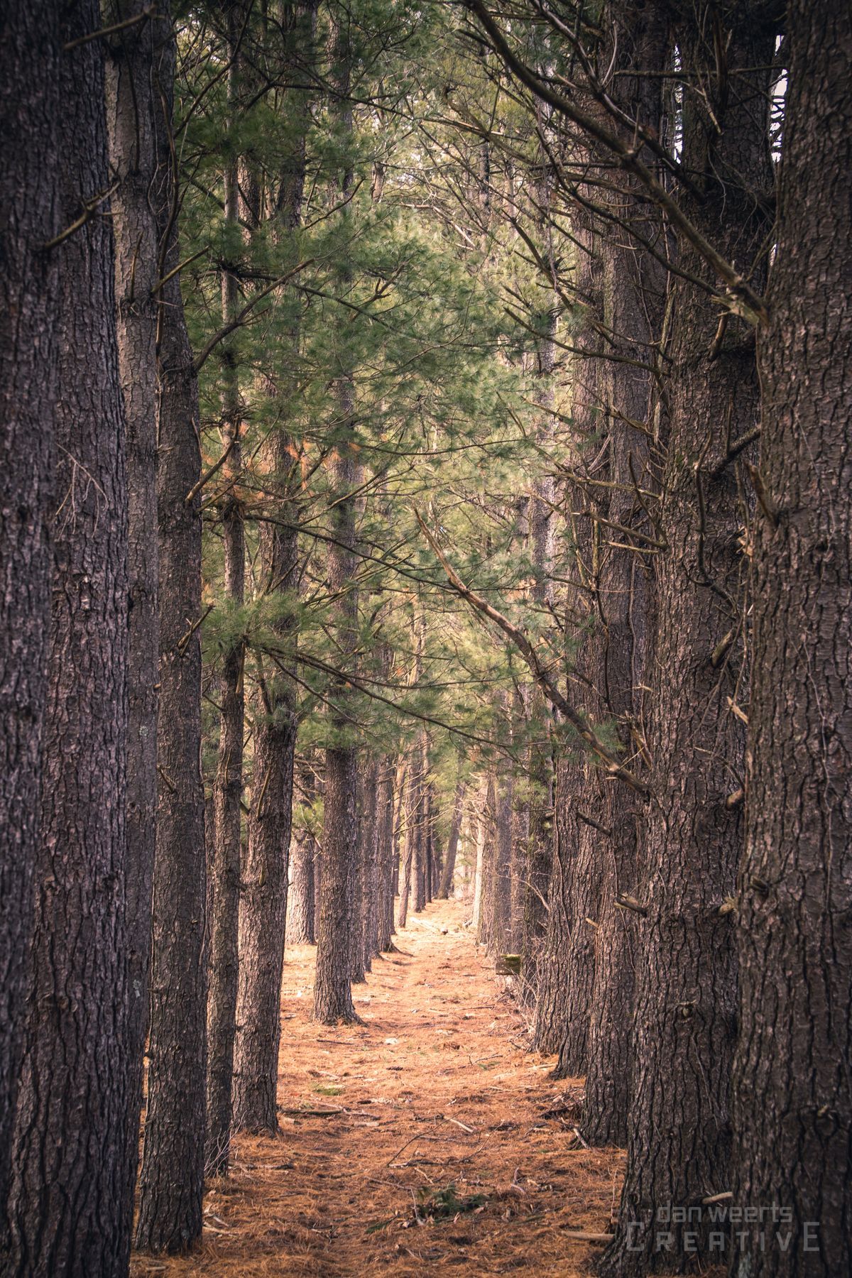 A row of pine trees lined up in a forest.