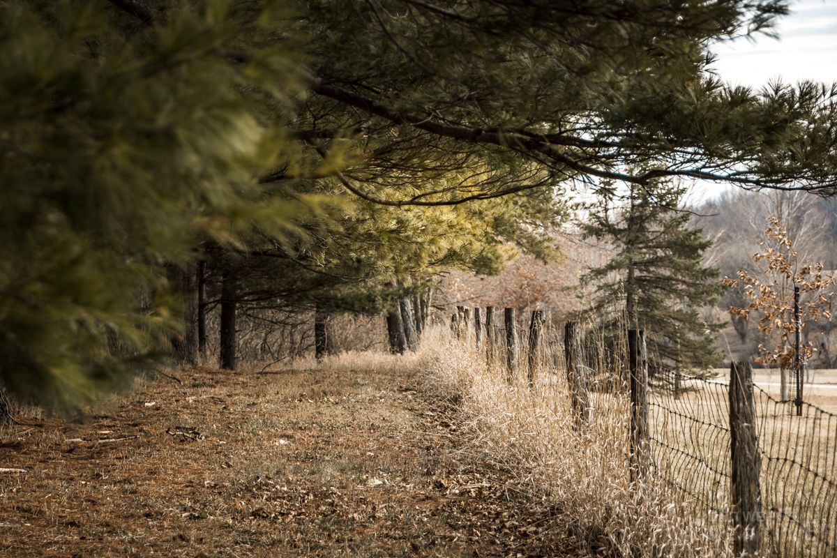 A path in the woods with a fence in the background.