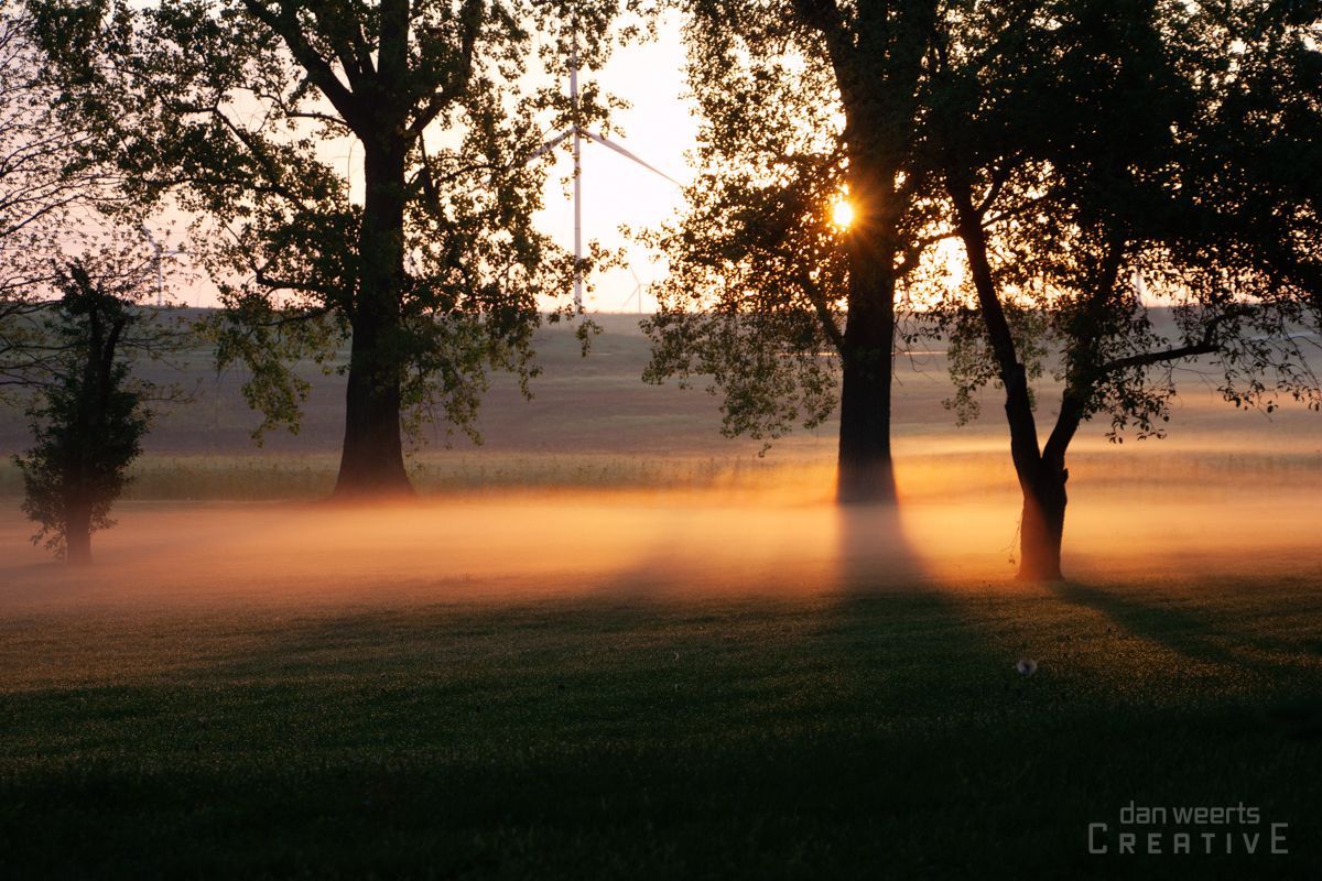 The sun is shining through the trees in a foggy field