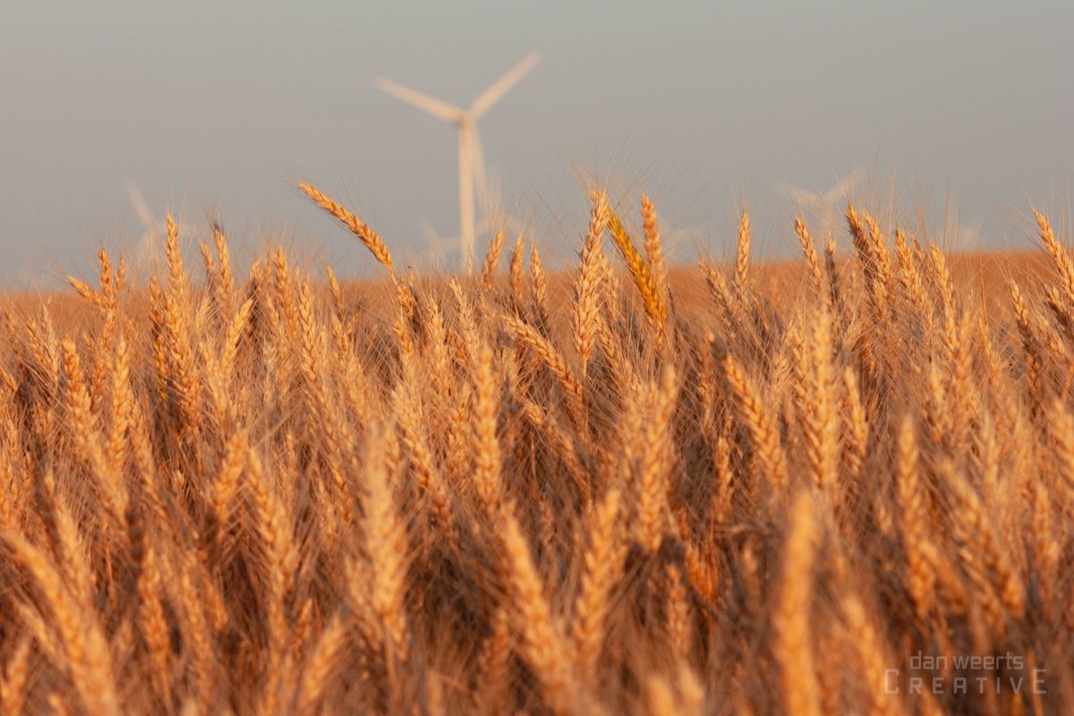 A field of wheat with a wind turbine in the background