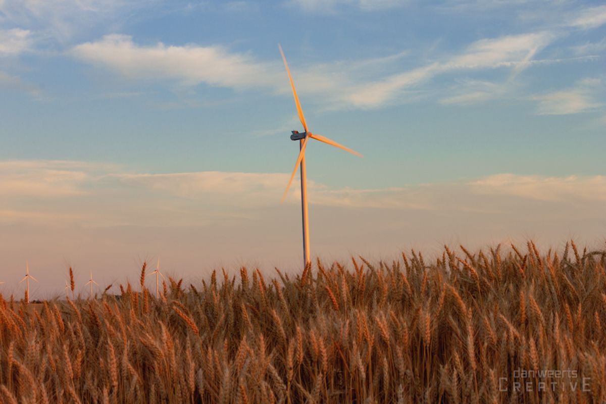 A wind turbine in the middle of a field of wheat