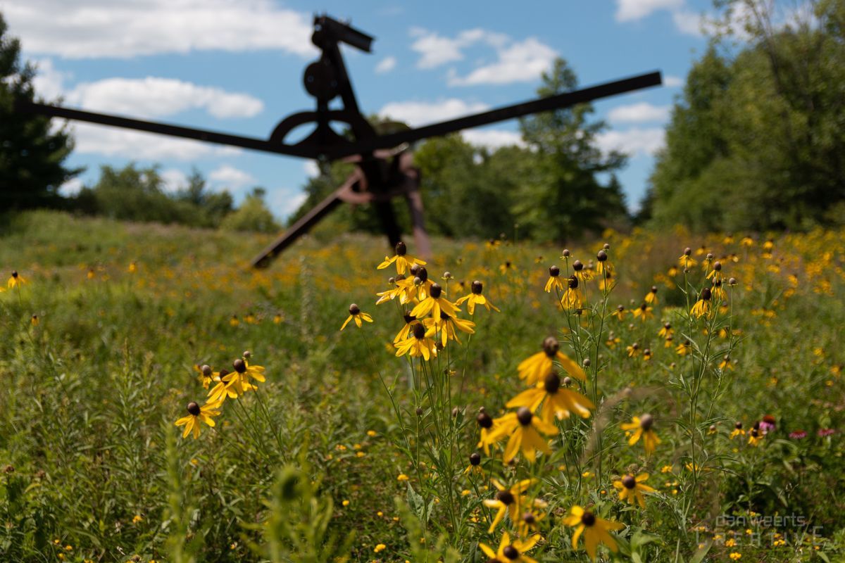 A field of yellow flowers with a helicopter in the background