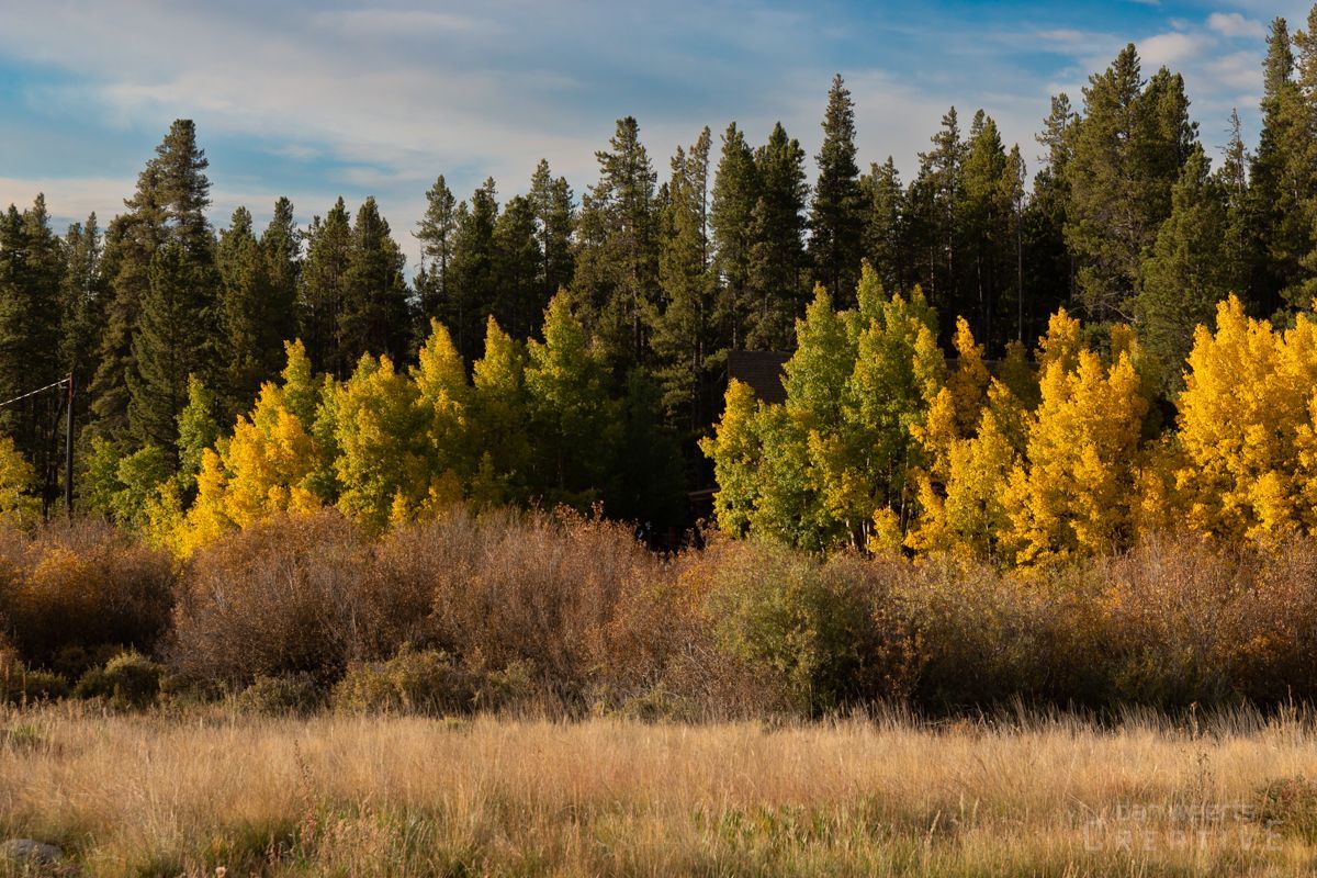 A field with trees in the background and yellow leaves on the trees