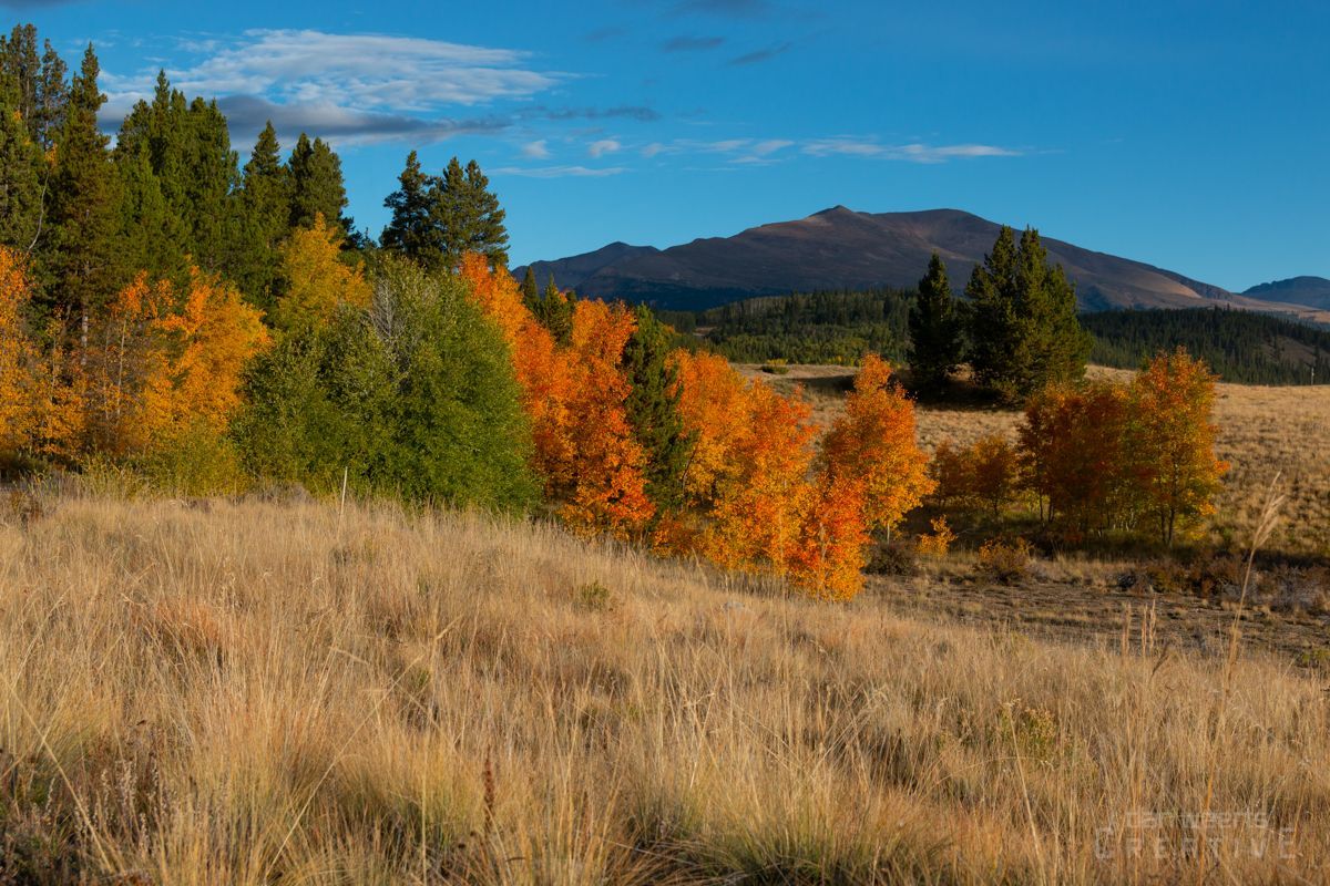 A field with trees in the background and mountains in the background.
